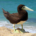 Brown Booby